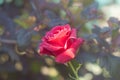 Red rose. Film effect. Defocused green background. Rose bush in natural sunlight in a home garden. Colored pink leaves and green Royalty Free Stock Photo