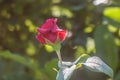 Red rose. Film effect. Defocused green background. Rose bush in natural sunlight in a home garden. Colored pink leaves and green Royalty Free Stock Photo