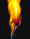 Red rose on fire Royalty Free Stock Photo