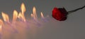 Red rose with fire on shiny surface in studio Royalty Free Stock Photo
