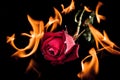 Red rose on fire Royalty Free Stock Photo