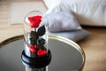 Red rose in a flask. Long-lasting rose Royalty Free Stock Photo