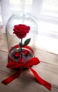 Red rose in a flask under the glass. As a gift for the holiday.