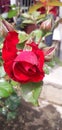 Red rose flowe