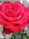 Red rose flowe Royalty Free Stock Photo