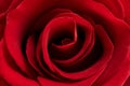 Red rose flower Royalty Free Stock Photo