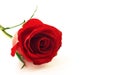 Red rose flower