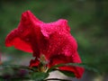 Red rose flower red azalea flower in garden with water drops and blurred background ,Rhododendron moulmeinene hook ,sweet color