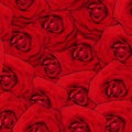 Red rose flower background. Royalty Free Stock Photo