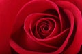 Red rose flower background Royalty Free Stock Photo