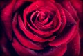 Red rose flower background Royalty Free Stock Photo