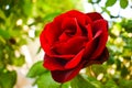 Red Rose, Flower background