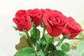 Red rose flower