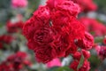 Red rose flower. Background. Roses of love, garden with roses. Breeding and caring for flowers in the garden. Royalty Free Stock Photo