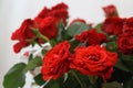 Red rose flower. Background. Roses of love, garden with roses. Breeding and caring for flowers in the garden. Royalty Free Stock Photo