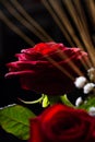 Red rose flower backlit isolated on a black background