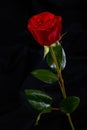 Red rose flower on black background