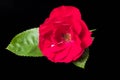 A red rose flower on a black background. Isolated Royalty Free Stock Photo