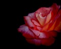 Red rose flower on black condolence background