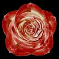 Red rose flower on a the black isolated background with clipping path. On the petals with raindrops. For design. Closeup.