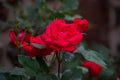 red rose flower bloom love nature romanse color Royalty Free Stock Photo