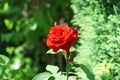 Red rose flower blooming in roses garden on background red roses Royalty Free Stock Photo