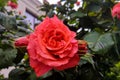 Red rose flower blooming in roses garden on background red roses flowers Royalty Free Stock Photo