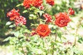 Red rose flower blooming in roses garden on background red roses flowers. Royalty Free Stock Photo