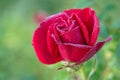 Red rose flower blooming in roses garden on background red roses flowers Royalty Free Stock Photo