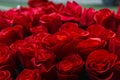 Red rose flower blooming in roses garden on background red roses flowers Royalty Free Stock Photo