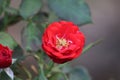 Red rose flower blooming in roses garden on background red roses flowers.Beautiful red rose on the rose garden in summer in a Royalty Free Stock Photo