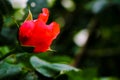 Red rose flower blooming in roses garden on background red roses flowers. Out of focus Royalty Free Stock Photo