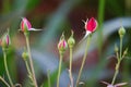 Red rose flower blooming in roses garden