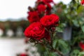 Red rose flower blooming in roses garden on background red roses flowers symbol of love natural garden dark wine red beauty color Royalty Free Stock Photo