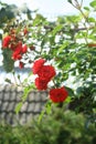 Red rose flower blooming in roses garden Royalty Free Stock Photo