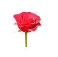 Red rose flower blooming with sunshine  isolated on white background and clipping path Royalty Free Stock Photo