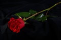 Red rose flower blossom on black Royalty Free Stock Photo