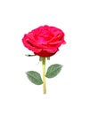 Red rose flower  blossom with green leaves isolated on white background and clipping path Royalty Free Stock Photo