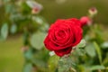 Red Rose Flower blossom on a live plant with green leaves in garden