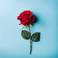 Red rose flower on blue background, Valentine\'s day greeting card Royalty Free Stock Photo