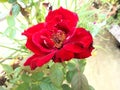 Red Rose flower with blur background. Royalty Free Stock Photo