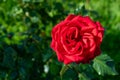 Red rose flower on blurred backdrop in the garden. Nature background Royalty Free Stock Photo