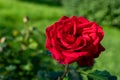 Red rose flower on blurred backdrop in the garden. Nature background Royalty Free Stock Photo