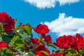 Red rose flower on blurred of blue sky background. Royalty Free Stock Photo