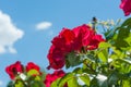 Red rose flower on blurred of blue sky background. Royalty Free Stock Photo