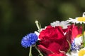 Red rose in a flower boquet Royalty Free Stock Photo