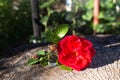 Red rose flower with a bottle in which perfume from red rose essential oil on a wooden background. The concept of aromatherapy and Royalty Free Stock Photo