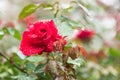 Red rose flower on branch with drops of dew in garden Royalty Free Stock Photo