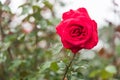 Red rose flower on branch with drops of dew in garden Royalty Free Stock Photo