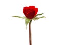 Red rose flower bud isolated on white Royalty Free Stock Photo